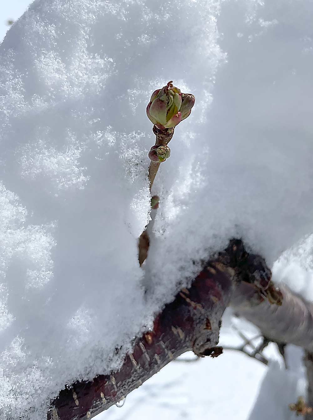 Lots of things can go wrong in a cherry’s growing season. In early spring, warm temperatures encourage bud development, which makes the buds more vulnerable to subsequent cold. (Courtesy Jennifer Wiggs)