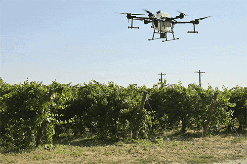 Just like an airblast sprayer, the drone’s propellers create the air movement needed to push the spray droplets into the canopy; however, the drone is not yet optimized for vineyards. (Kate Prengaman/Good Fruit Grower)