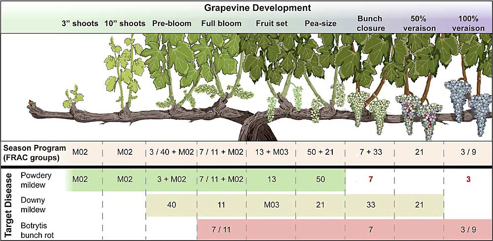 What might initially look like a good season-long spray program, with tank mixes and rotations, may not always be a good program once you look more closely at how that program impacts your target disease(s). For example, this season-long spray program for grapevine covers all the listed recommendations when targeting powdery mildew (green bar), but also note that there are a couple of late-season sprays targeted to other diseases that also influence powdery mildew. The season-long program for downy mildew is good (olive green), with the exception that there is only one alternate FRAC group between the two FRAC 21 sprays. But when it comes to botrytis bunch rot (red), there’s a problem: In the overall program there are a number of different fungicide applications separating the FRAC 7 fungicides; when looking specifically at selection pressure on Botrytis, the FRAC 7s were back-to-back. (Illustration courtesy of FRAME)