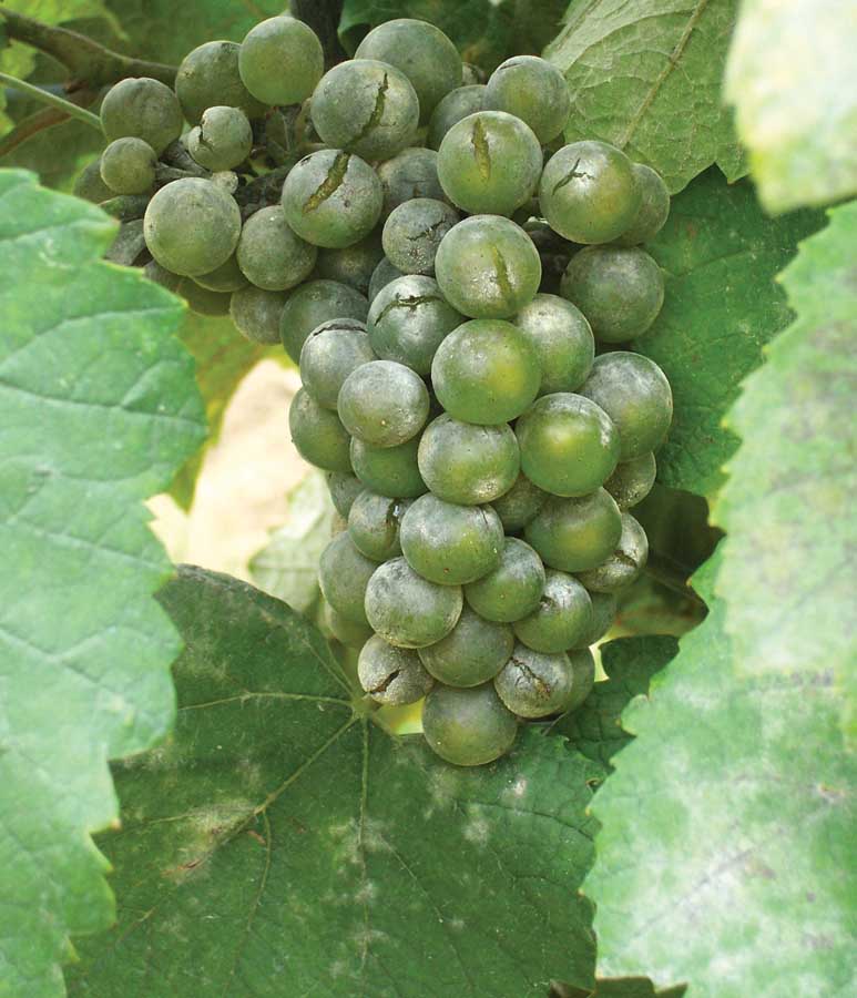 White grapes and leaves infected with powdery mildew. Researchers have found a reduced time frame for when grapes are susceptible to the disease, which allows growers to better focus their fungicide sprays. (Photos courtesy Washington State University)