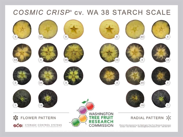 Cosmic Crisp (WA 38) starch scale. (Courtesy Washington Tree Fruit Research Commission)