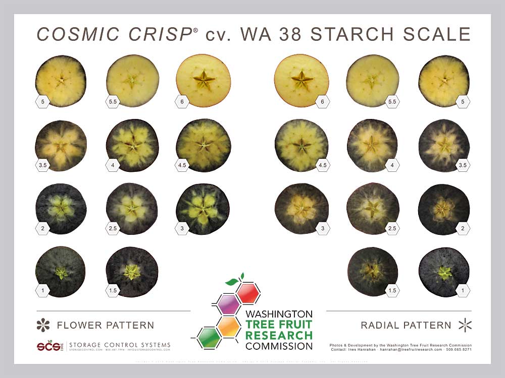 Cosmic Crisp (WA 38) starch scale. (Courtesy Washington Tree Fruit Research Commission)