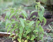 Humans don’t care much for stinging nettle but beneficial insects and butterflies do. Research has found the moisture-loving weed can be host to large populations of beneficial bugs and predatory mites. (Courtesy David James/WSU)