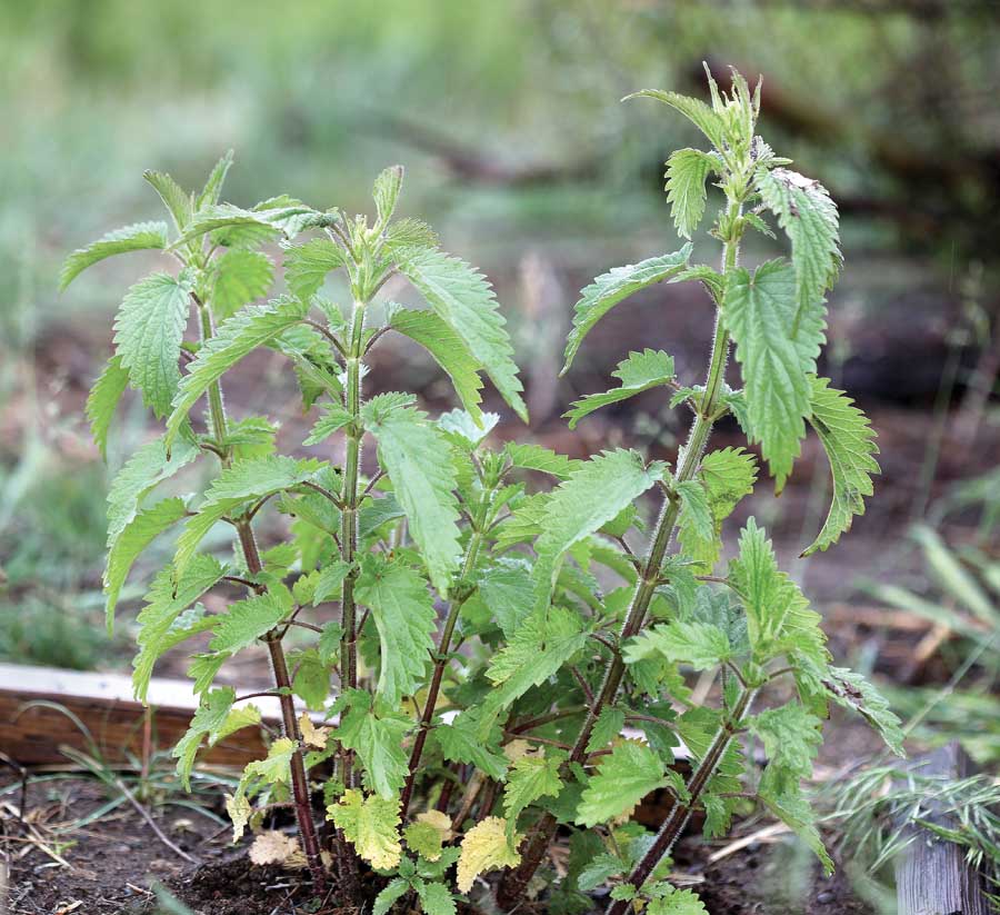 Humans don’t care much for stinging nettle but beneficial insects and butterflies do. Research has found the moisture-loving weed can be host to large populations of beneficial bugs and predatory mites. (Courtesy David James/WSU)