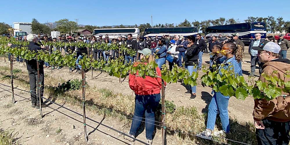 Monterey Pacific President Steve McIntyre, at left, speaks to Precision Viticulture Demo Day tour attendees in April about his mechanization-friendly high-wire system, which was planted with vines that spent an extra year in the nursery to reach 50 inches before planting. (Courtesy Jenny Devine)