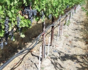 Washington State University researchers are conducting an irrigation study on a Cabernet Sauvignon block on Washington’s Red Mountain, near Prosser. (Courtesy Pete Jacoby)