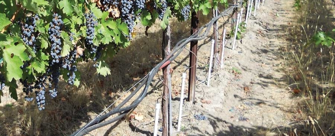 Washington State University researchers are conducting an irrigation study on a Cabernet Sauvignon block on Washington’s Red Mountain, near Prosser. (Courtesy Pete Jacoby)