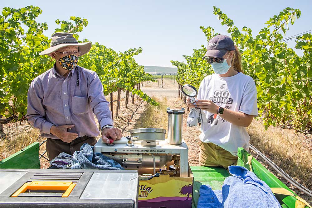 Washington State University researcher Pete Jacoby and undergraduate student Mikayla Mars use a pressure bomb to measure water potential of Cabernet Sauvignon vines in August at Kiona Vineyards in Benton City, Washington, as part of Jacoby’s trials for his subsurface irrigation method. (Ross Courtney/Good Fruit Grower)