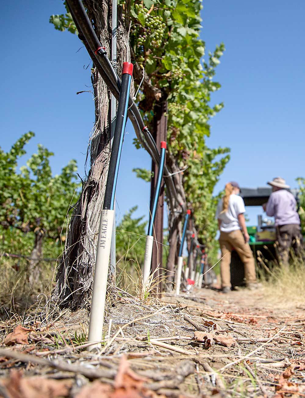 Jacoby’s subsurface method of using pipes and tape to deliver water directly to underground roots is so simple that WSU’s Office of Commercialization declined to pursue a patent. (Ross Courtney/Good Fruit Grower)