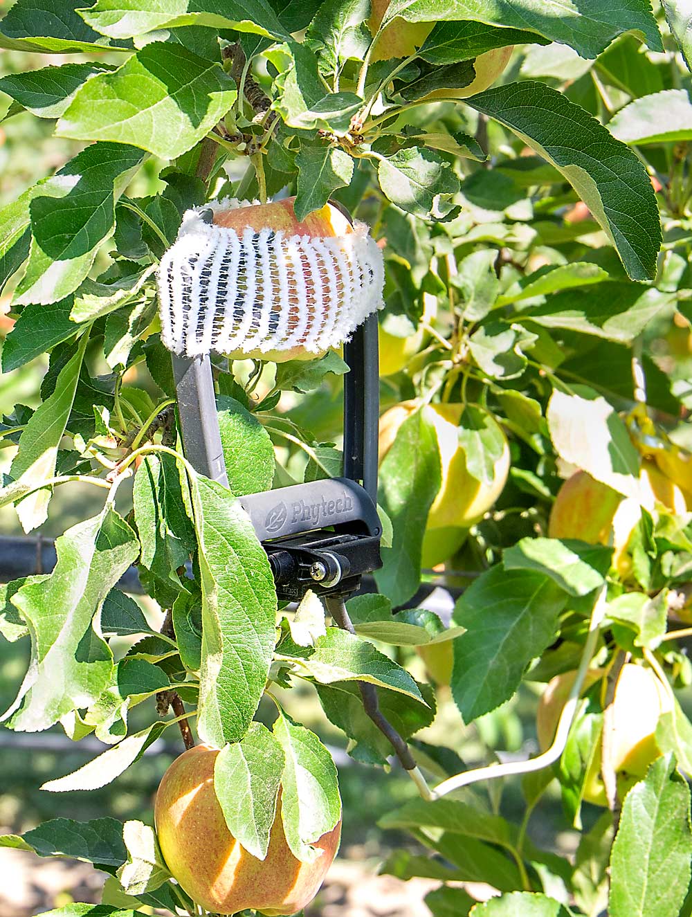 Calipers measure minute growth changes in this Gala apple in Andrew Sundquist’s Yakima-area orchard in Central Washington. It’s part of a technology package that promises to help growers fine-tune irrigation practices to improve fruit quality. (Kate Prengaman/Good Fruit Grower)