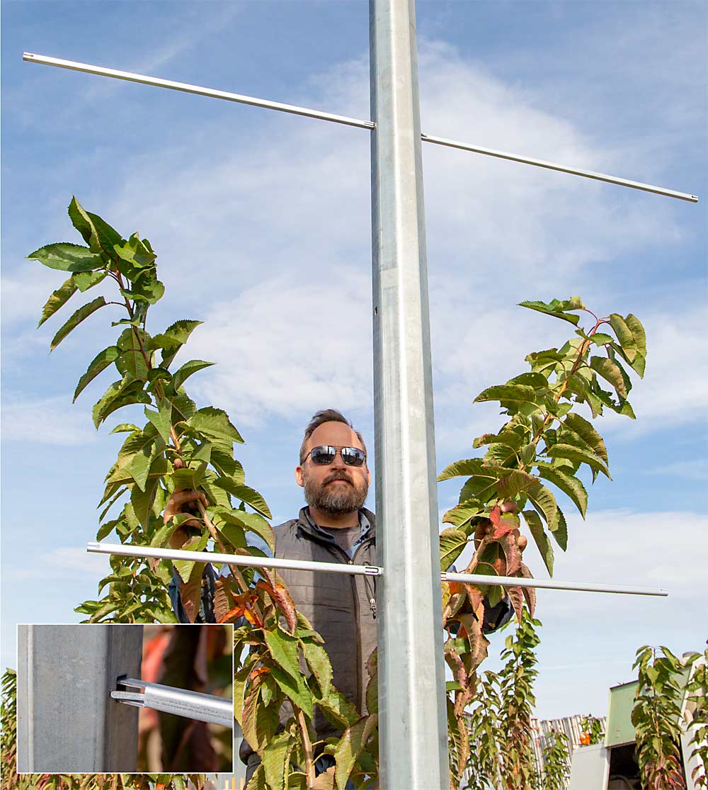 De Kleine demonstrates how the use of removable steel cross arms, with bendable tabs to hold them in place (inset), will support the split-leader tree architecture, while the 18-foot posts — 3 feet of them in the ground — will support the weight of the rain fabric. (Ross Courtney/Good Fruit Grower)