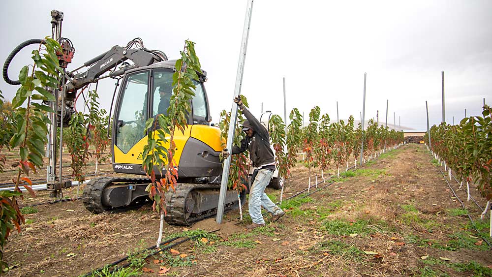 Ceasar Gonzales stands up metal posts as De Kleine drills a hole in a neighboring row. (Ross Courtney/Good Fruit Grower)