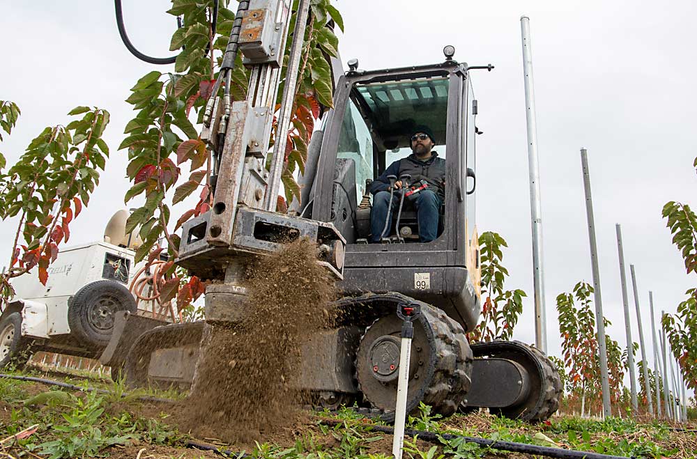 Mark De Kleine, the president and CEO of TrellX, drills post holes in October 2021 for a trellis superstructure that will support both trees and rain protection material in a Benton City, Washington, orchard. De Kleine, who researched trellis engineering principles for the tree fruit industry, shares some guidelines for superstructures. (Ross Courtney/Good Fruit Grower)