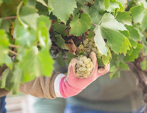 Why to certify Washington vineyards
