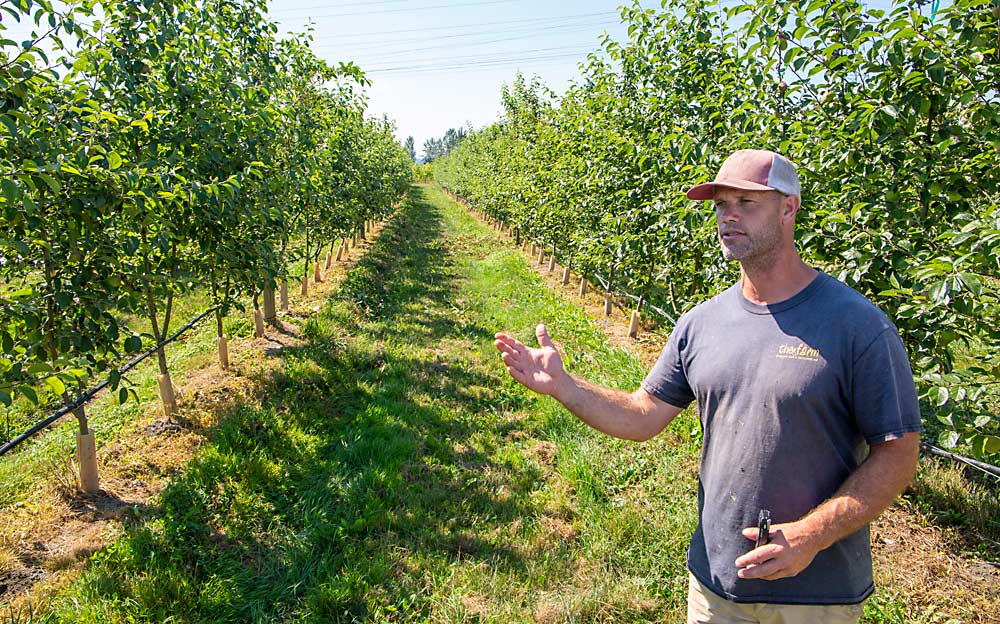 Grower Nate Krause stands in a U-pick block at Swans Trail Farms in Snohomish, Washington, in July. Due to limited land, the farm’s 5 U-pick acres are all trellised. Customers aren’t used to the red wall of apples they encounter in a tall spindle system, but they really like it, he said. (Ross Courtney/Good Fruit Grower)