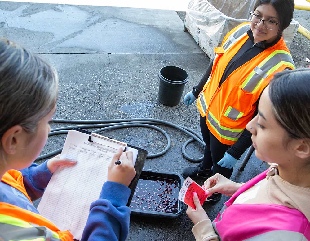 Washington State Department of Agriculture inspector Alessandra Manzo documents a cherry sample as pest-free while Borton’s Adamari Garcia holds the lot tag and fellow WSDA inspector Yasmin Belman looks on. (Ross Courtney/Good Fruit Grower)