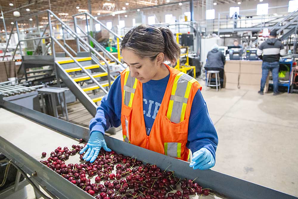 Washington State Department of Agriculture inspector Allesandra Manzo demonstrates visually inspecting fruit emptied from a packed box before a taping protocol, a step specific to India shipments. (Ross Courtney/Good Fruit Grower)