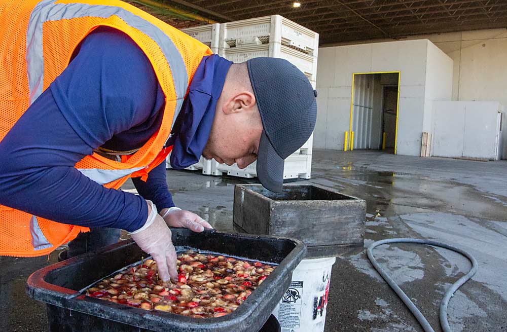 Jesus Carmona of Borton Fruit inspects a sample of crushed Rainier cherries in a brown sugar solution, looking for pest larvae, in July at the company’s Zillah, Washington, warehouse. This cherry lot was bound for California, but in a win for cherry exporters, India now accepts the same phytosanitation steps as an alternative to the fumigation it previously required. (Ross Courtney/Good Fruit Grower)