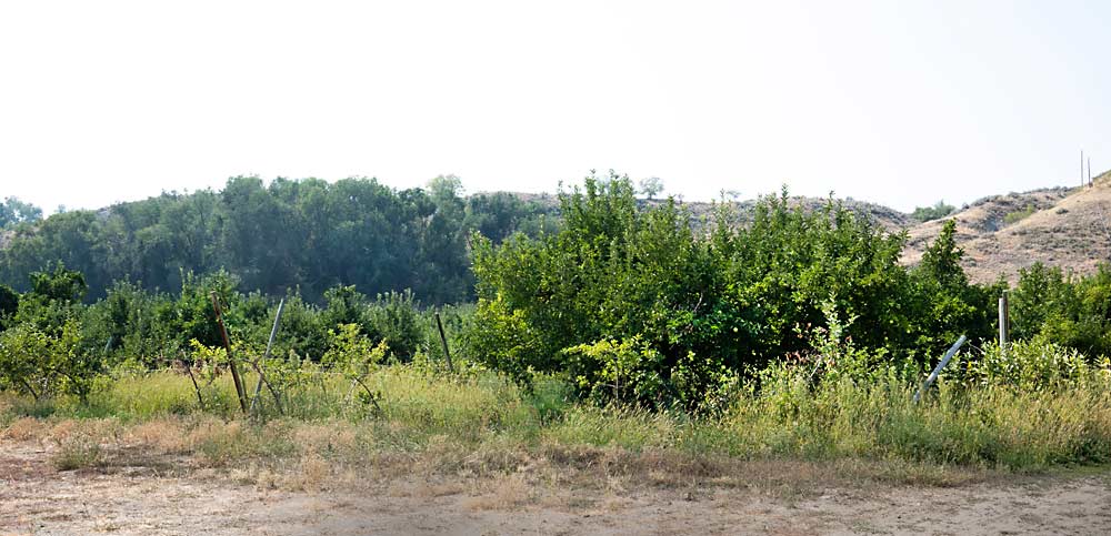 Fuji and Golden Delicious trees grow unmanaged on a property for sale north of Okanogan, Washington, increasing pest pressure on nearby commercial blocks, unpictured, atop the bluff in the background. (TJ Mullinax/Good Fruit Grower)