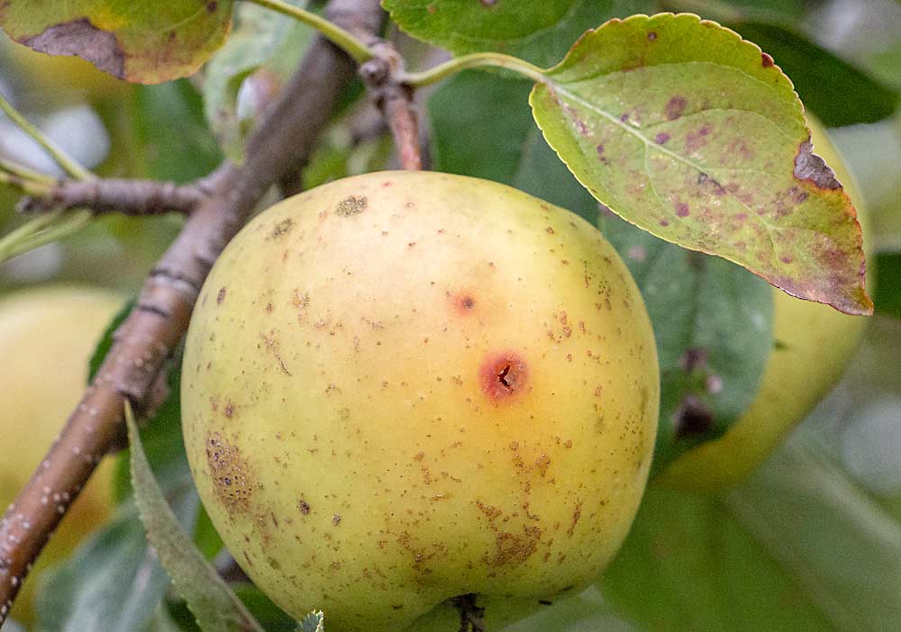 Scale disease on fruit trees