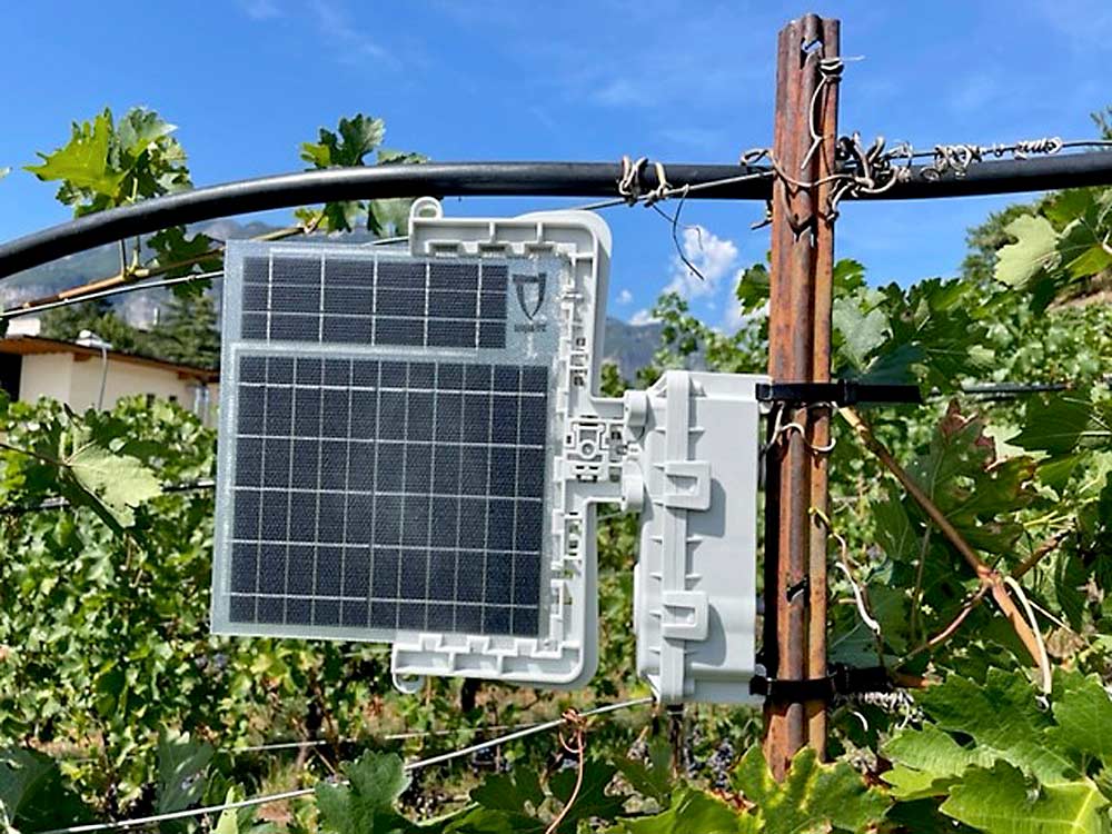 A Tremos5, the latest prototype of a solar-powered shaker, hangs on a vineyard trellis post near Trento, Italy. Agro Electronics of Milan, the business unit of CBC Europe, is running wide-scale trials of the device that mimics the male rival mating call of the American grapevine leafhopper. (Marco Baldo/AGRO electronics)