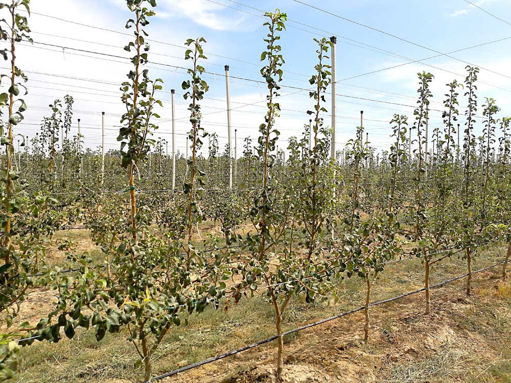 Following a nine-step program to control apical dominance will result in taming young pear trees via mechanical and chemical methods. Although both water and nutrients are also required for lateral bud growth, they are not primarily responsible for apical dominance. (Courtesy Bas van den Ende)