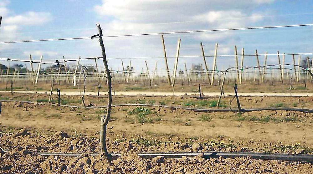 After planting, cut the trees back to about 400 mm and tie each tree to the bottom wire so that the trees do not rock in the wind after planting. (Courtesy Bas van den Ende)