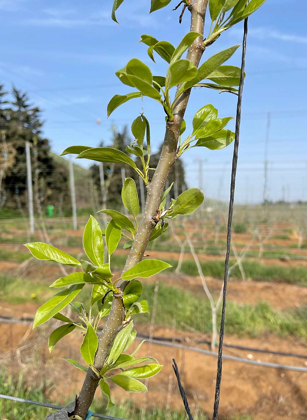After selecting two leaders on each tree, encourage maximum growth of the leaders by removing any sylleptic shoots. Keep tying the growing leaders to the guide wires with a tapener. (Courtesy Bas van den Ende)