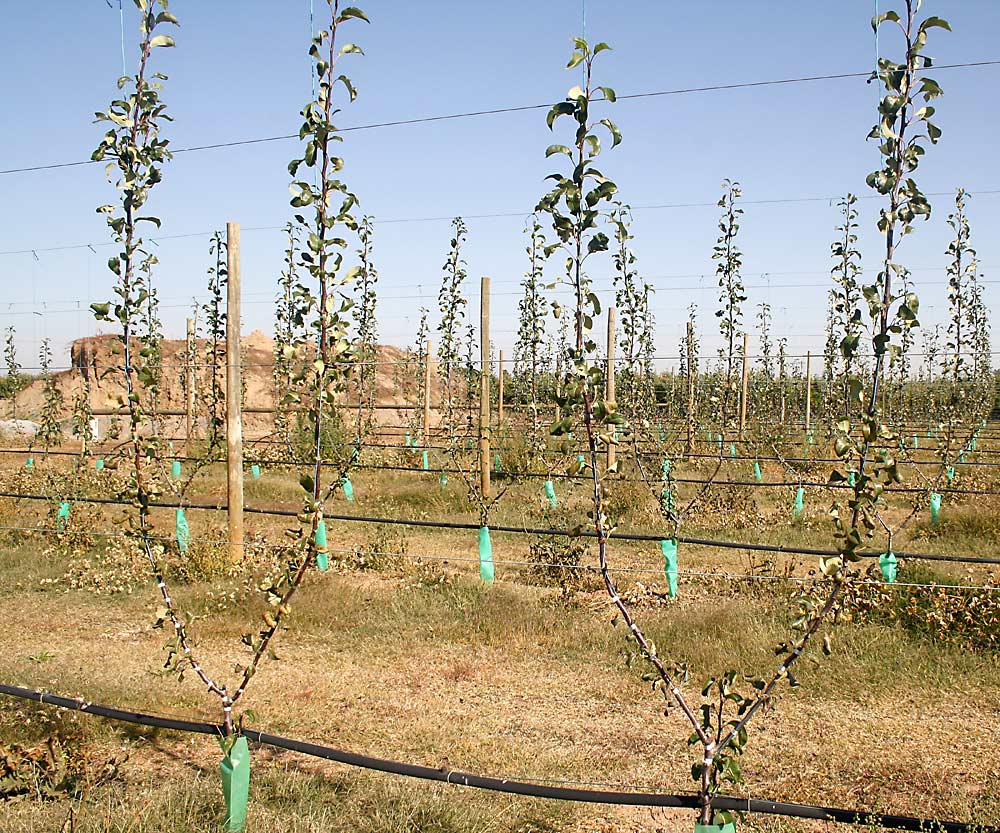 At the end of the first year, the two selected shoots should be tied to the wires, with competitive shoots removed to encourage growth of the leaders. (Courtesy Bas van den Ende)