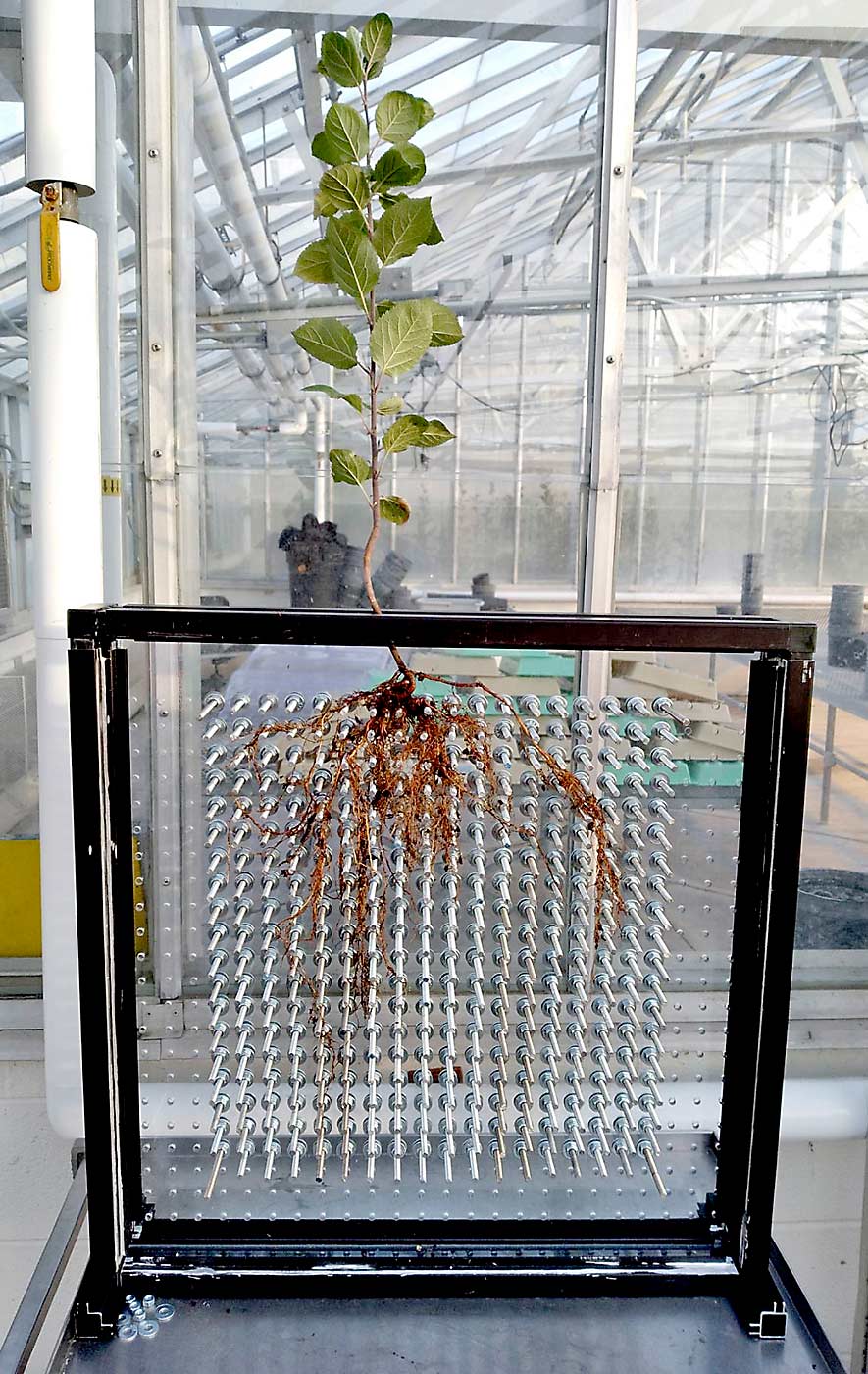 A special growing container allows for observations of root architecture of fruit trees at the U.S. Department of Agriculture’s Appalachian Fruit Research Station. The pinboard-like matrix of rods inside the container keeps the roots in place during soil removal and preserves important root traits associated with stress escape mechanisms, such as root growth angle and depth. (Courtesy USDA Agricultural Research Service)