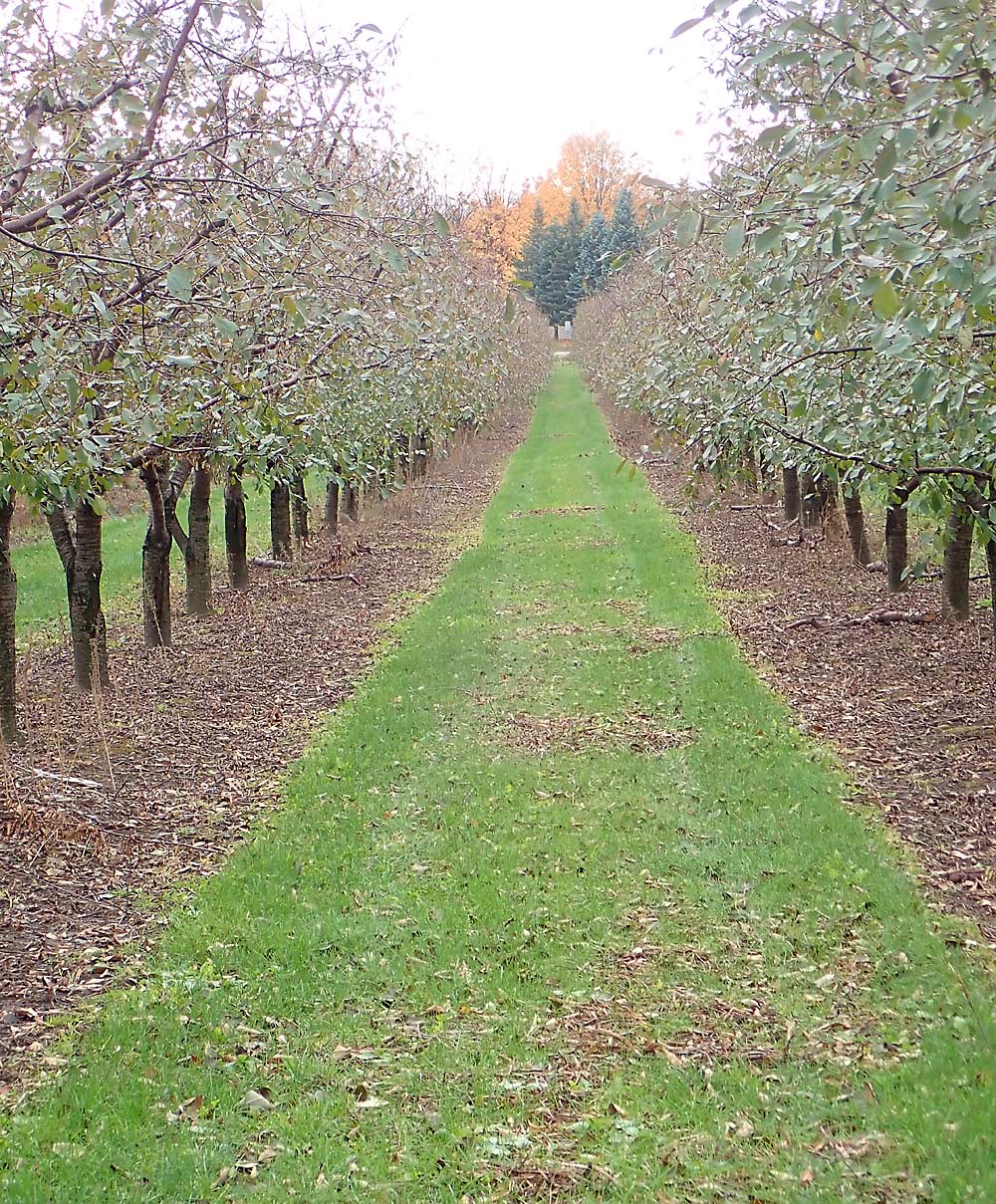 Planting a cover crop is not enough; maintenance is also important to keep it short and healthy. A grassy cover crop, shown here between tart cherries at King Orchards in northern Michigan, provides a neat appearance. (Leslie Mertz/for Good Fruit Grower)