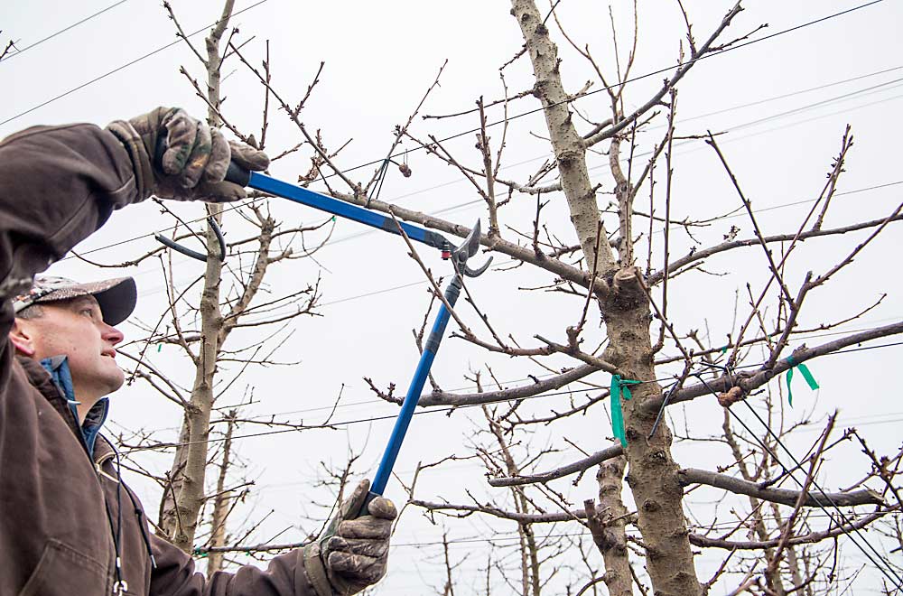 Shawn Gay demonstrates pruning his informal Tatura Rainier orchard, also near Pasco. After a year of formal training to the trellis wires, he now allows fruiting branches to break laterally where they wish, pruning only to renew and keep fruit close to the fruiting wall. (Ross Courtney/Good Fruit Grower)