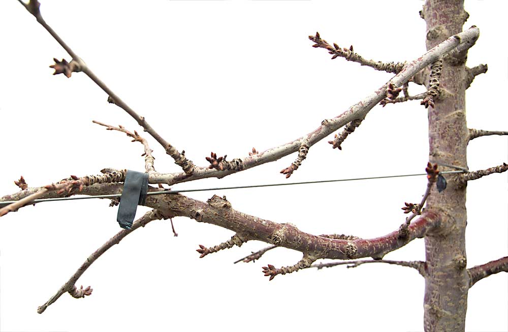 Anticipating renewal, crews in Hayden’s orchard have trained a younger branch, top, to the same trellis wire as the thicker, older branch on the bottom, as shown in this photo, which has had the background removed for clarity. Notice the severe bend and twist in the top branch. (Photo illustration by Ross Courtney and TJ Mullinax/Good Fruit Grower)