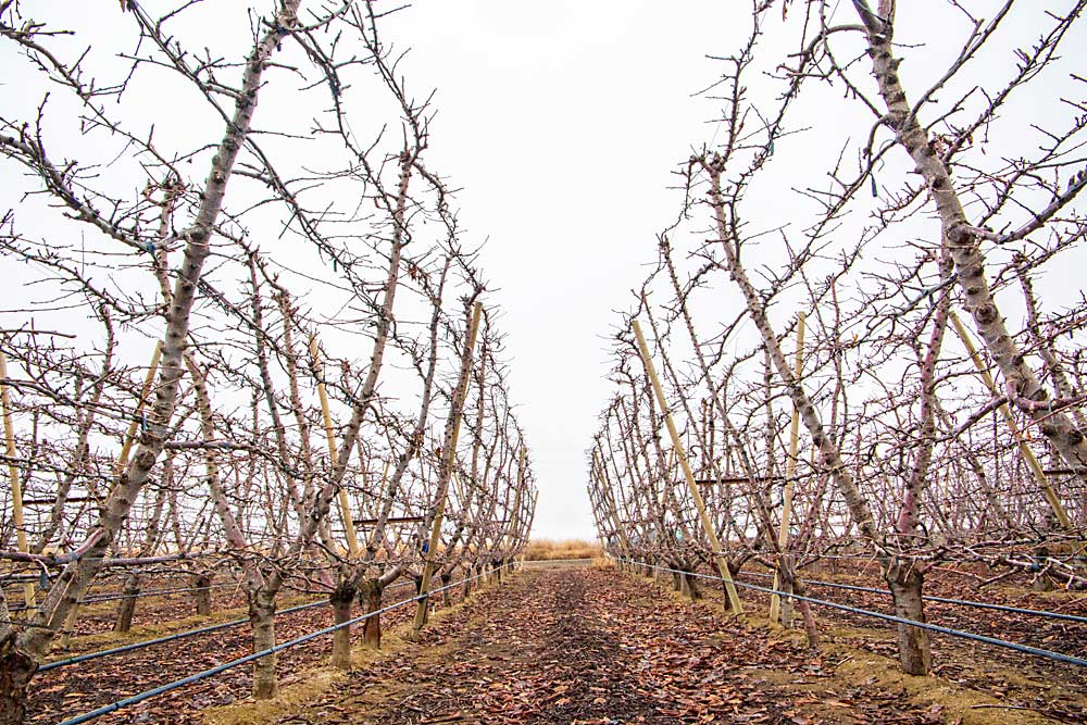 A freshly pruned block of Tatura-trained Early Robin cherries await a December winter storm at Hayden Farms north of Pasco, Washington. Tatura, training fruiting branches horizontally from the trunk, is an upcoming system for new orchard plantings in Washington. (Ross Courtney/Good Fruit Grower)