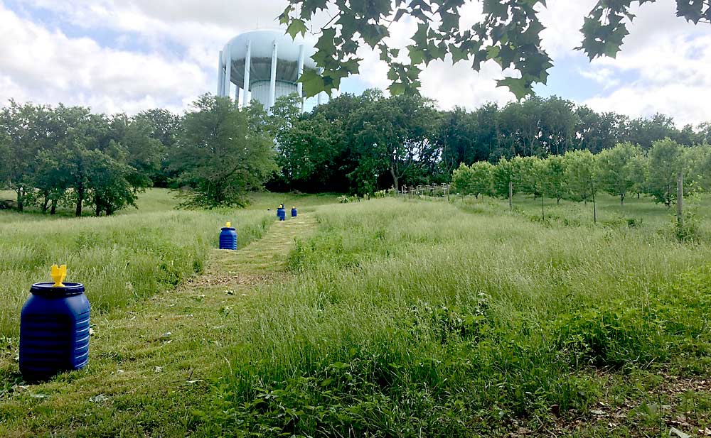 Brandon Taylor, owner of Taylor Family Orchard, has been placing Japanese beetle traps around his organically grown peaches and apples since 2018. (Courtesy Taylor Family Orchard)