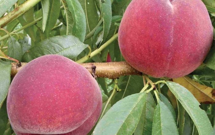This test variety ripens in the early midseason and is one of the new, red-skinned, yellow-fleshed peaches developed by Rutgers University’s fruit breeding program in Cream Ridge, New Jersey. (Courtesy Jerry Frecon)