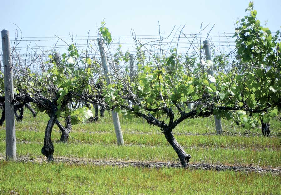 The primary buds on this Chardonnay vine were all killed, but secondary and tertiary buds stepped in to provide a partial crop. At some locations, the vine was killed to the snow line and a cordon will need to be developed. (Richard Lehnert/Good Fruit Grower)