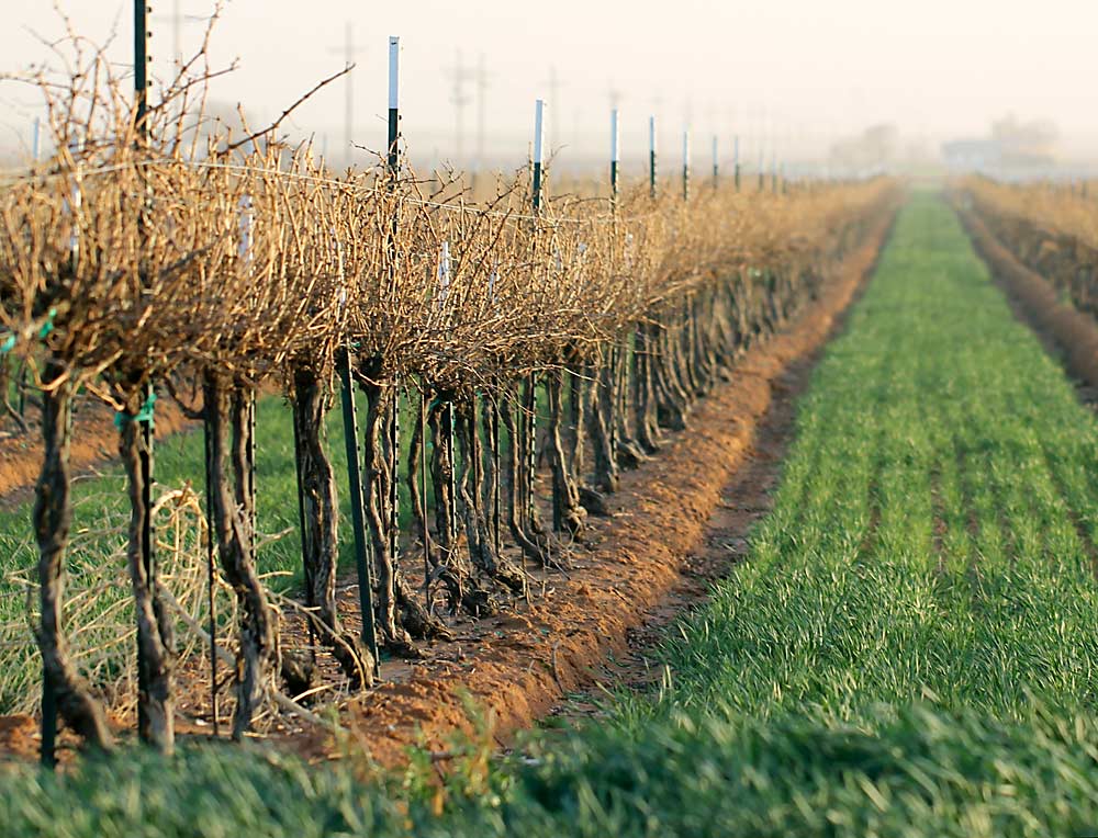 With a semiarid climate, more than 3,000 feet of elevation and 18 inches of rain a year, the Texas High Plains is an ideal place to grow grapes. Most of the state’s vinifera varieties are grown in the region. (Courtesy Justin Scheiner/Texas A&M University)