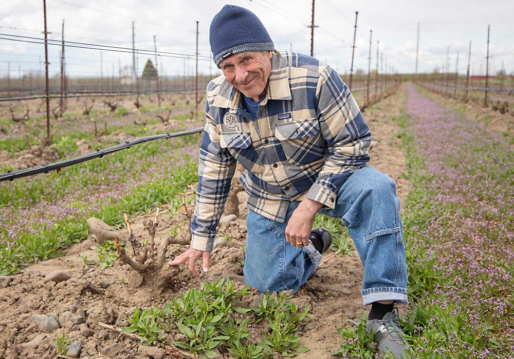 Steve Robertson and his daughter, Brooke Delmas Robertson, of The Rocks District in Milton-Freewater, Oregon, developed a system they call mini head-trained to capitalize on the heat reflected by the unusual cobblestone soil of the growing area and protect the vineyard from deep freezes that happen every few years. (Ross Courtney/Good Fruit Grower)