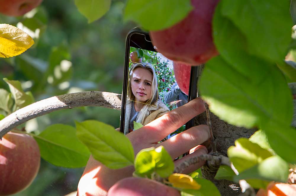 Shunning tripods and extra equipment, Thornton mounts her phone to a trellis wire with her case’s button handle. (Ross Courtney/Good Fruit Grower)