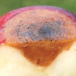 Bitter rot likes hot, humid weather in mid- to late summer and can spread rapidly if not protected by fungicides. (Courtesy David Rosenberger)