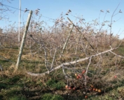 An example of a trellis system that failed to support an organic apple orchard row in central Washington. (Geraldine Warner/Good Fruit Grower file photo)