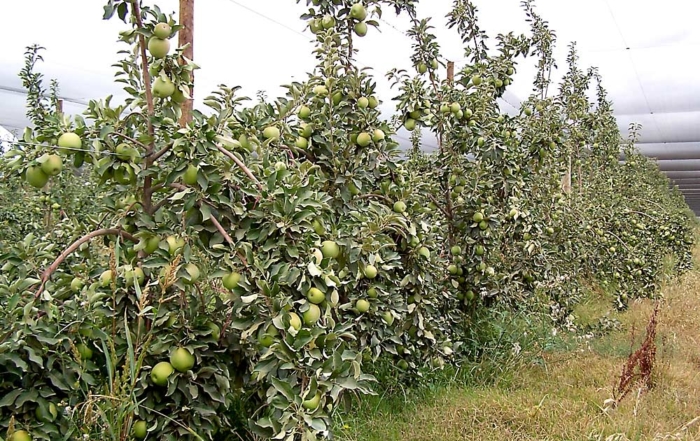 Slow bending and sunburn are typical problems of apple trees with fruited branches. (Courtesy Bas van den Ende)