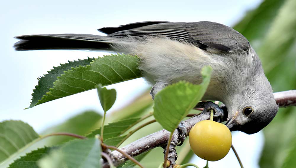 A tufted titmouse eats a cherry in a Northwest Michigan orchard. Pest birds lower fruit quality by eating cherries and threaten food safety by defecating in orchards. (Courtesy Olivia Smith/Michigan State University)
