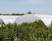 Despite their high up-front cost, high tunnels (shown here) can be a good investment for sweet cherry growers in Michigan and New York, according to a Cornell University study. (Courtesy Greg Lang, Michigan State University)
