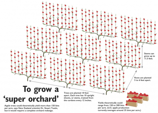 Apple trees could theoretically yield more than 150 bins per acre, says New Zealand scientist Dr. Stuart Tustin, but it would require a complete orchard redesign. Source: New Zealand Institute for Plant and Food Research Limited. (Jared Johnson/Good Fruit Grower Illustration) 