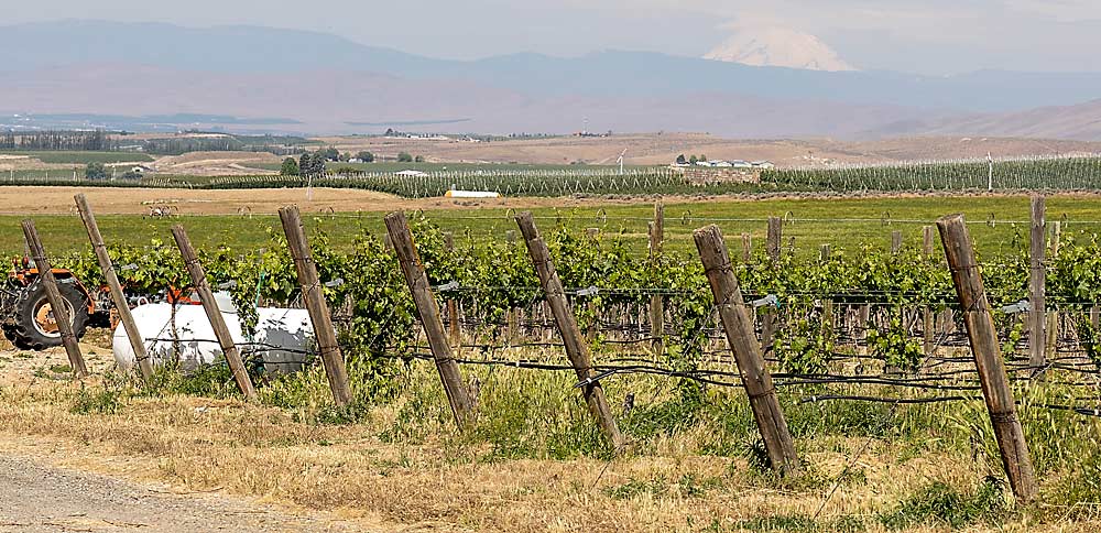Sensor data from Portteus Vineyard, in the foreground, transmits over several miles to the winery on the far ridge, via a LoRaWAN network designed for low-cost connectivity. That cell tower, center, in the background? It doesn’t play a role. (Kate Prengaman/Good Fruit Grower)