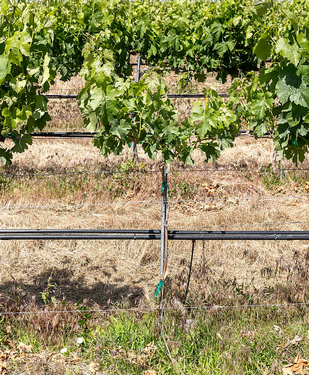 Managers of Dineen Vineyards near Zillah, Washington, used subsurface irrigation on young vines replanted because of red blotch in this Merlot block. (Kate Prengaman/Good Fruit Grower)