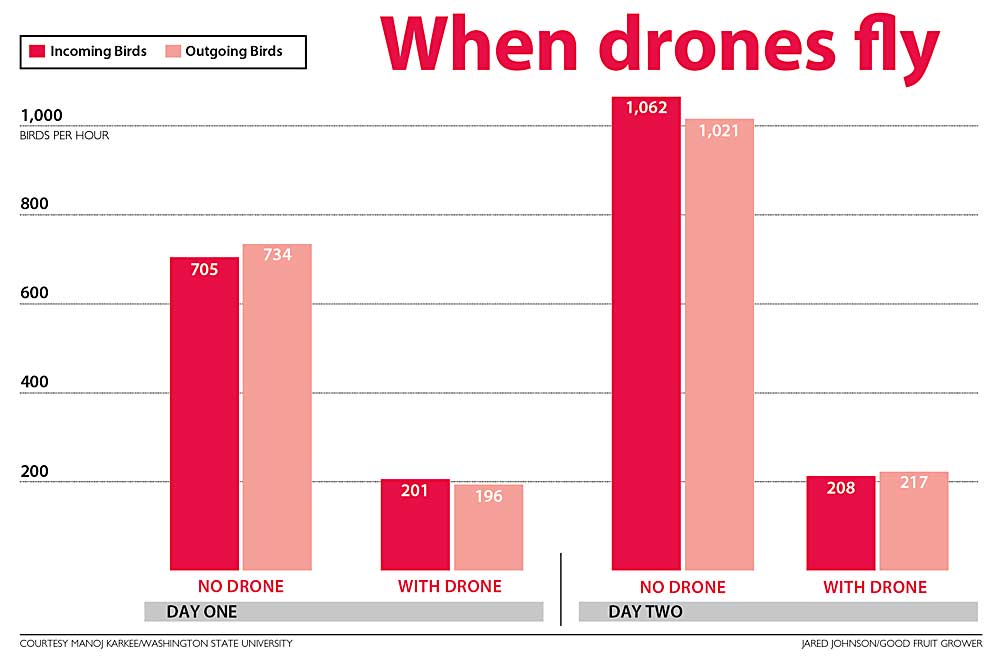 During 2018, Washington State University researchers measured the difference in the number of birds arriving and leaving a 5-acre Prosser vineyard when they flew a drone compared to when they didn’t. The researchers had similar results with trials on a blueberry field. (Source: Manoj Karkee/Washington State University, Graphic: Jared Johnson/Good Fruit Grower)
