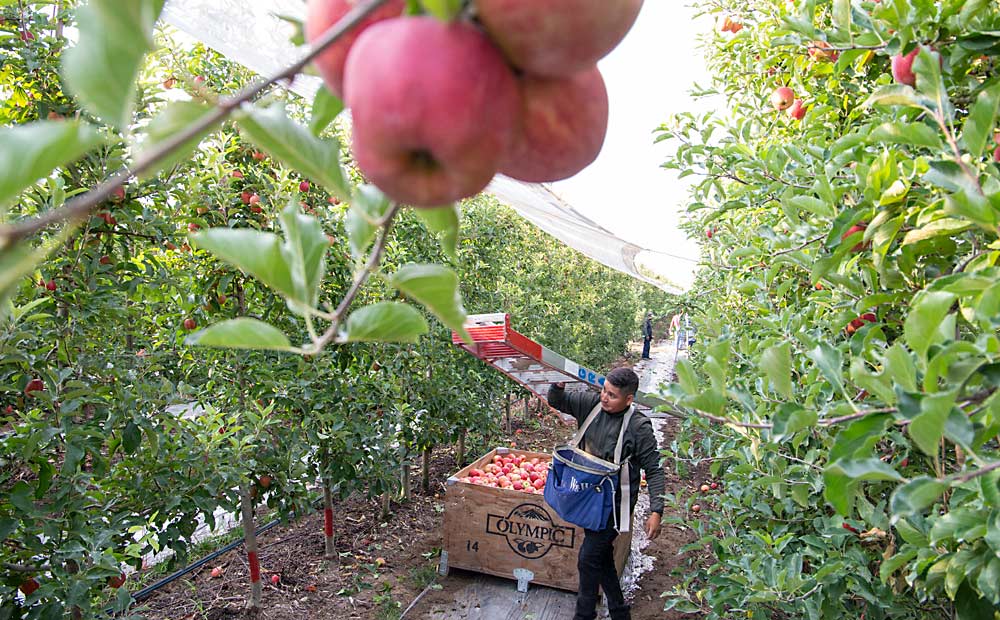Juan Manuel Juarez Estrada moves his ladder to harvest Wildfire Gala apples in an orchard near Mattawa, Washington, in August. Due to a cool spring, this year’s Washington apple crop is smaller than average and is the main reason USApple predicted the 2022 total U.S. crop will be 1.7 percent smaller than last year. (Ross Courtney/Good Fruit Grower)